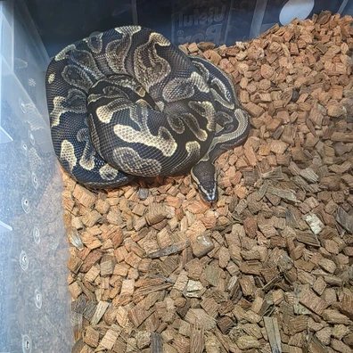 GHI Het Clown Ball Python - male for sale from MDP Exotics