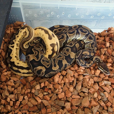 Super ODYB Leopard Het Pied Ball Python - male for sale from MDP Exotics
