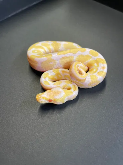 Albino Ball Python By Flynn Reptiles