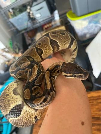 Normal Morph Ball Python Normal Morph Ball Python by Blue Jay's Reptiles