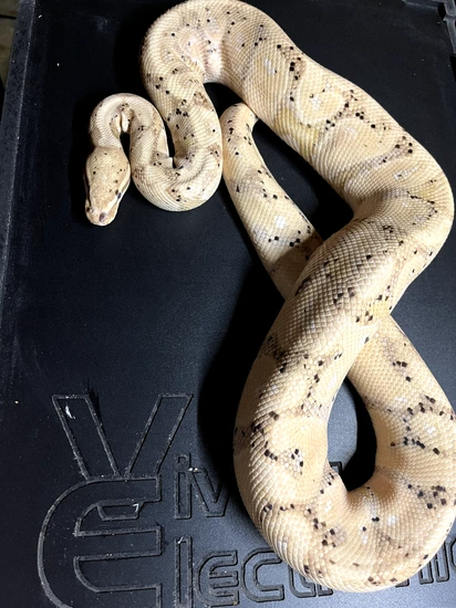 Adult Male Banana Ball Python by Medusa’s Lair