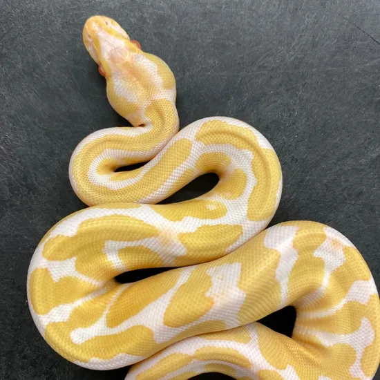 Albino 100% Het Pied Ball Python by Medusa's Morphs