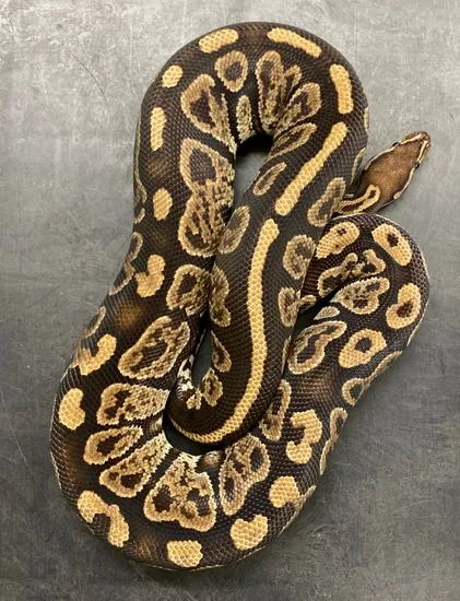 Nanny Ball Python by Medusa's Morphs