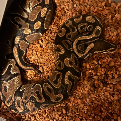 Het Albino Het Pied