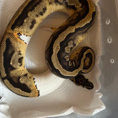 OD Leo Pied Het Clown