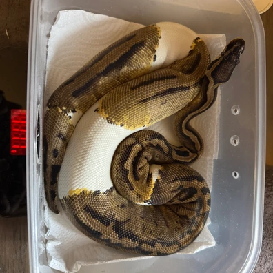 Pastel Pied