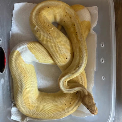 Banana Pied