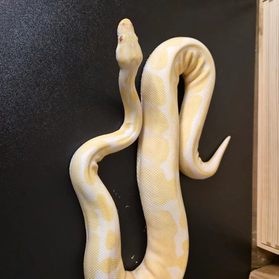 Enchi Albino Ball Python - female for sale from M&N Morphs
