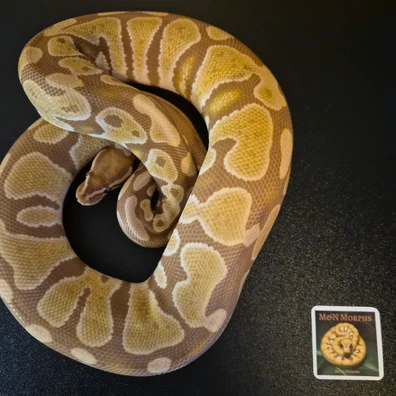 PB Utramel 66% Het Hypo Ball Python - female for sale from M&N Morphs