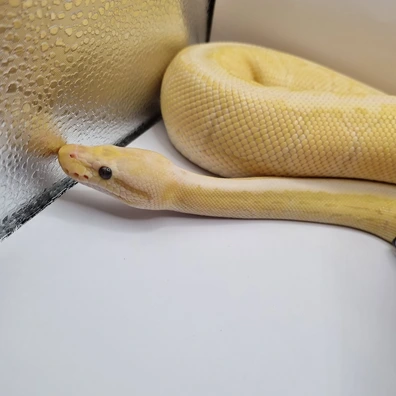 Banana Pastle Pinstripe Yellowbelly 66% Het Clown Ball Python - unknown for sale from Aurora Reptiles