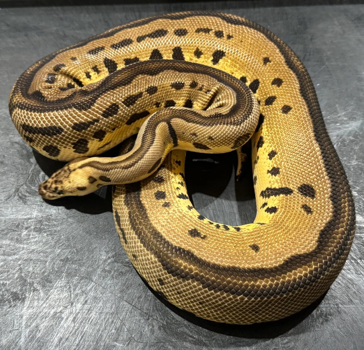 Pastel Leopard Clown Ball Python by Memphis Reptiles