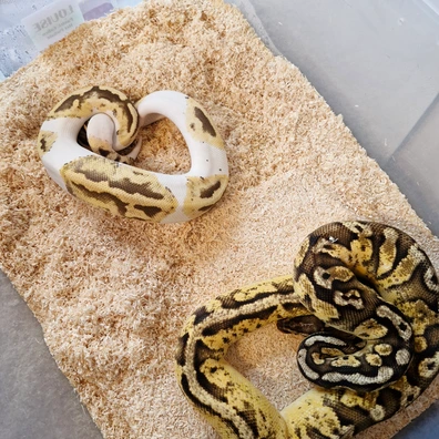 Piebald Pair Ball Python - unknown for sale from Merchant Morphs