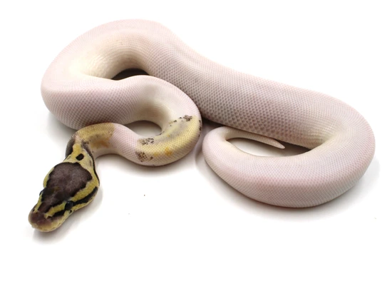 Sandblast Killer Pied Ball Python by Metazotics