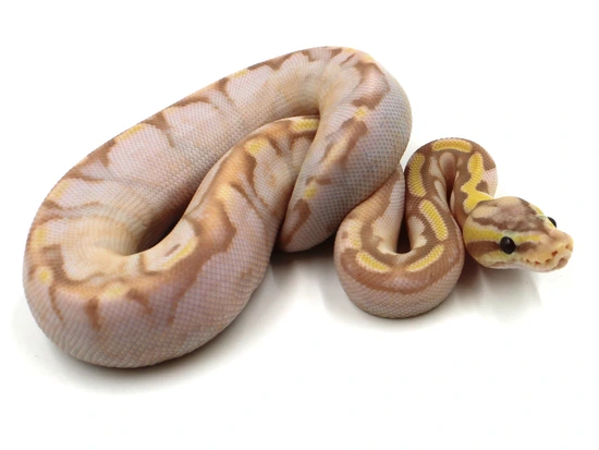 Pastel Calico Enchi Banana Ball Python by Metazotics