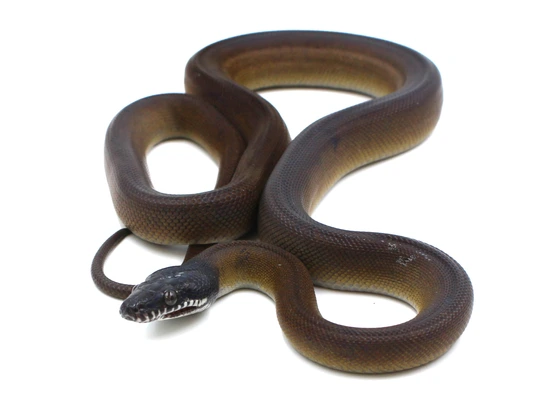 Northern White-Lipped Python by Metazotics