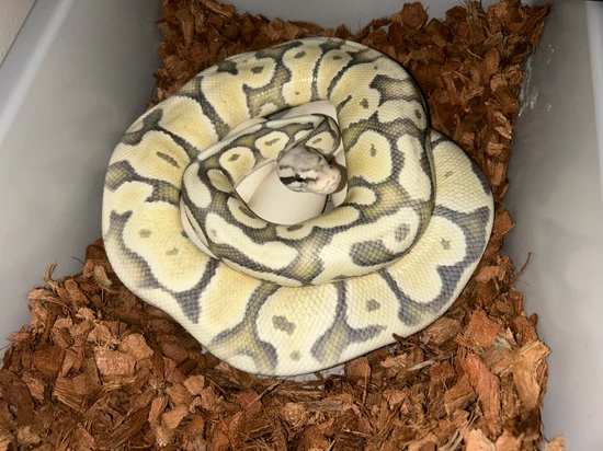 PROVEN Pastel Vanilla Hypo Desert Ghost Ball Python by Meteoric ...