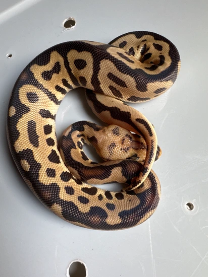 Obsidean Ball Python Batman Poss Confusion Ball Python by DreamMafiaExotic