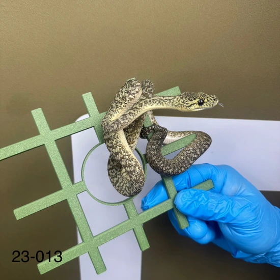 Pure Irian Jaya Granite Irian Jaya Carpet Python by Moss Family Adventure