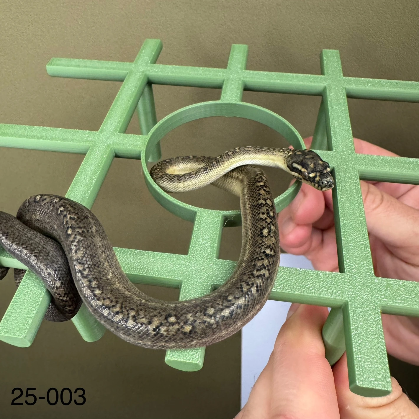 Reduced Pattern Diamond Diamond Carpet Python by Moss Family Adventure