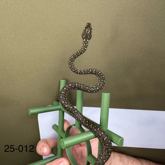 Gothenburg Diamond Diamond Carpet Python by Moss Family Adventure