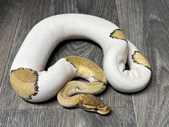 Fire Mojave Pied 100% Het Ghost 100% Het TSK Axanthic Ball