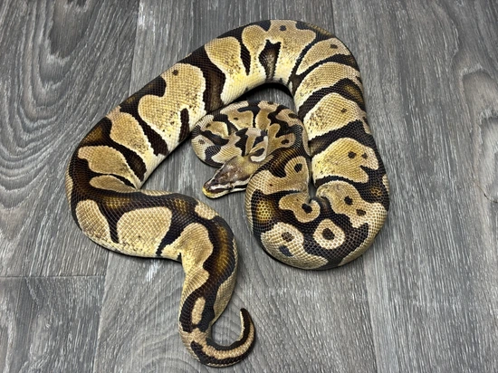 Pastel Scaleless Head 100% Hypo Proven Female Breeder Ball Python by MH ...