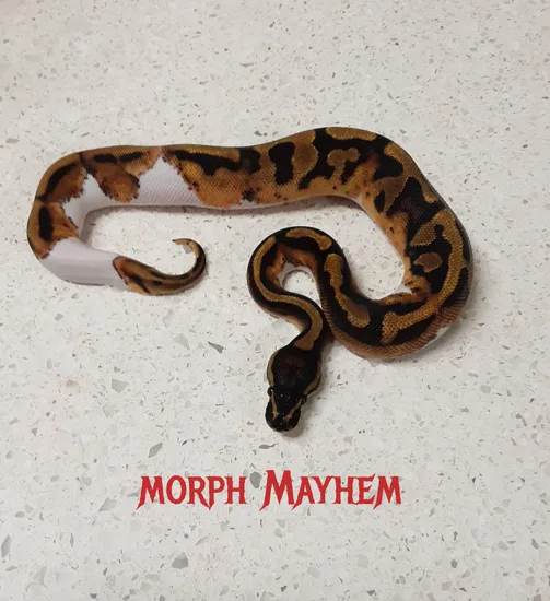 Pied Ball Python by Morph Mayhem LLC