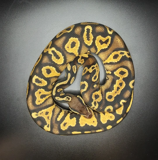 Fire Yellow Belly Black Head Ball Python by Morph Mayhem LLC