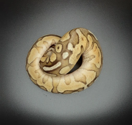 Pastel Fire Lesser Pos Het Genetic Stripe Ball Python by Morph Mayhem LLC