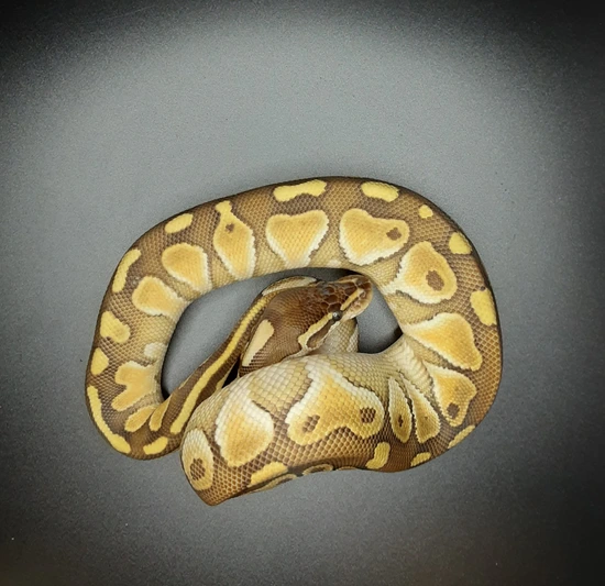 Pastel Lesser Ball Python by Morph Mayhem LLC