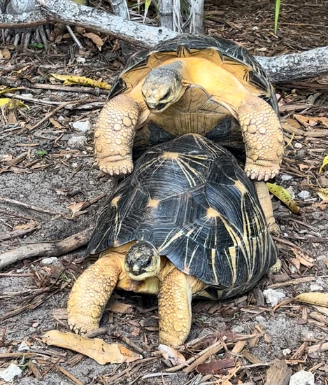 Adult Radiated Pair - Florida Only Radiated Tortoise by Miami Tortoise ...