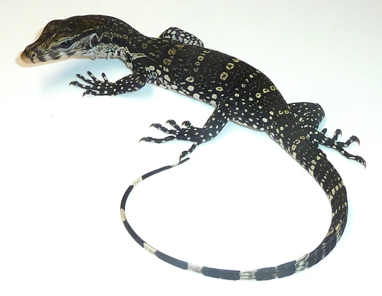 2025 Baby Axanthic Water Monitor by Miami Reptile Company