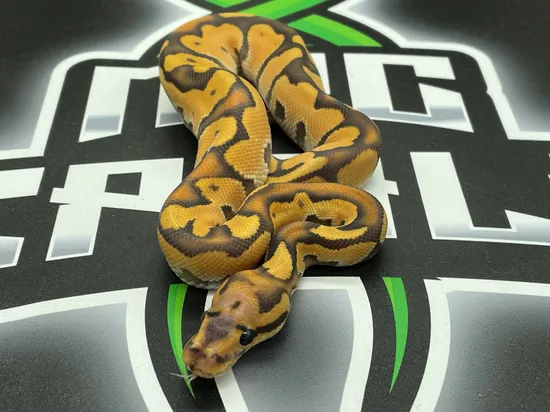 Hypo Super OD Possible Fire Ball Python by MPC Reptiles