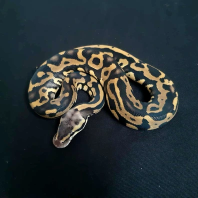 Leopard Pastel 100% DH Clown Piebald