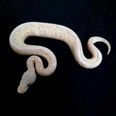 Banana Super Fly Clown