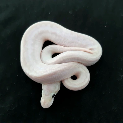 Bamboo Banana Super Pastel 100% Het Clown