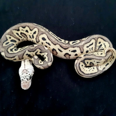 GHI Spotnose Leopard Pastel Clown