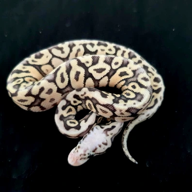 Leopard Spotnose Super Pastel Het Clown
