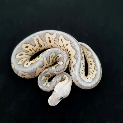 GHI Super Pastel Clown