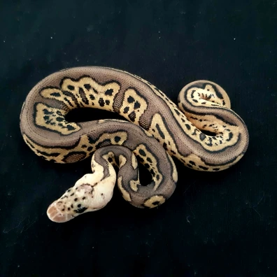 Chocolat Pastel Leopard Clown
