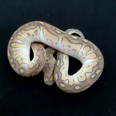 Chocolat Butter Clown