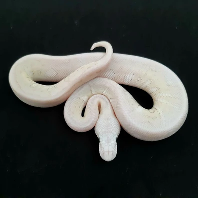 GHI Butter Super Pastel Clown