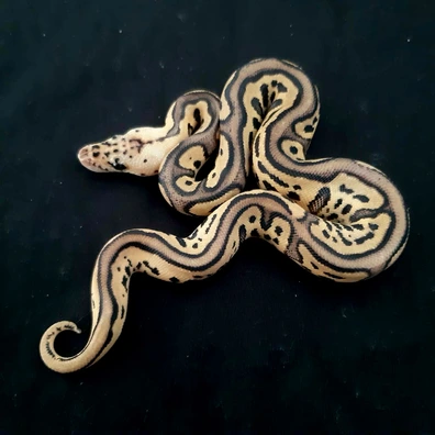 Leopard Pastel Clown