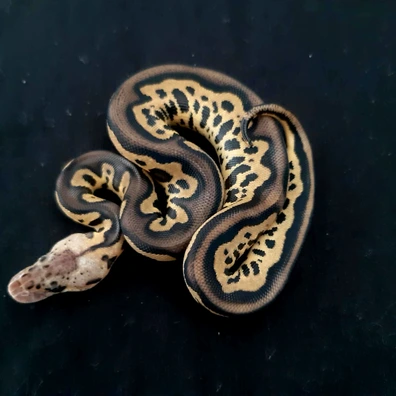 Leopard Pastel Clown (Possible Chocolat)