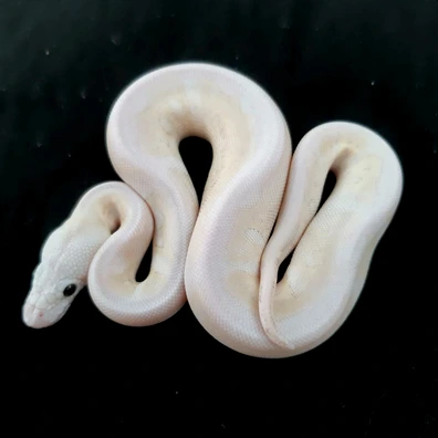 Butter Ghi Super Pastel Clown