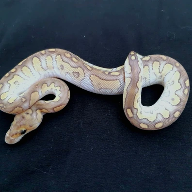 Chocolat Butter Clown