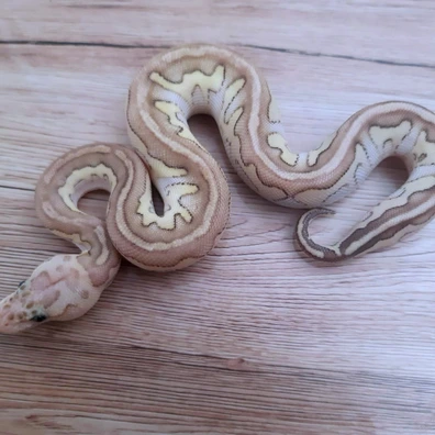 Chocolat Butter Pastel Clown