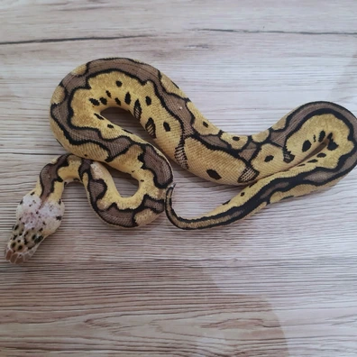 Pastel Clown 66% Het DG