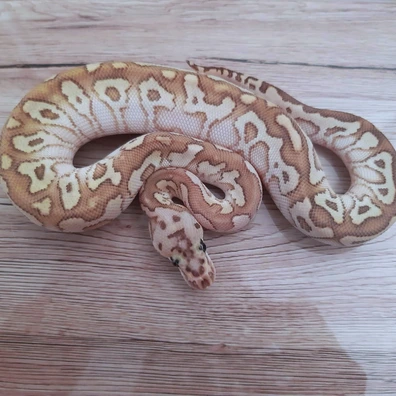 Spotnose Butter Clown