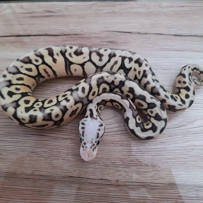 Leopard Spotnose Super Pastel Het Clown